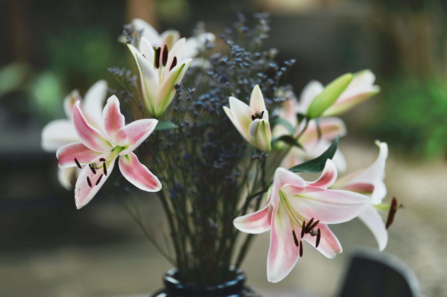 Buket bunga lily segar berwarna putih dengan nuansa elegan, cocok untuk dekorasi pernikahan dan hadiah romantis.