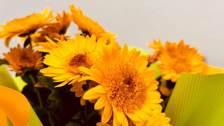 Close-up view of vibrant yellow chrysanthemums arranged in a bouquet, perfect for brightening any setting.